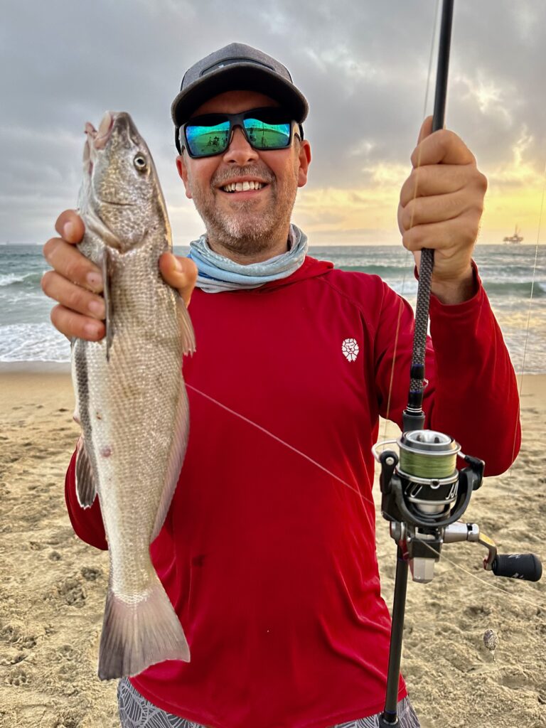 A corbina caught on a Carolina Rig using an egg sinker