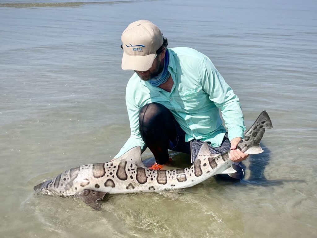 A good size leopard shark caught using a sputnik sinker A good size leopard shark caught using a sputnik sinker
